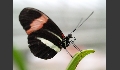 Postmann-Falter - Heliconius erato