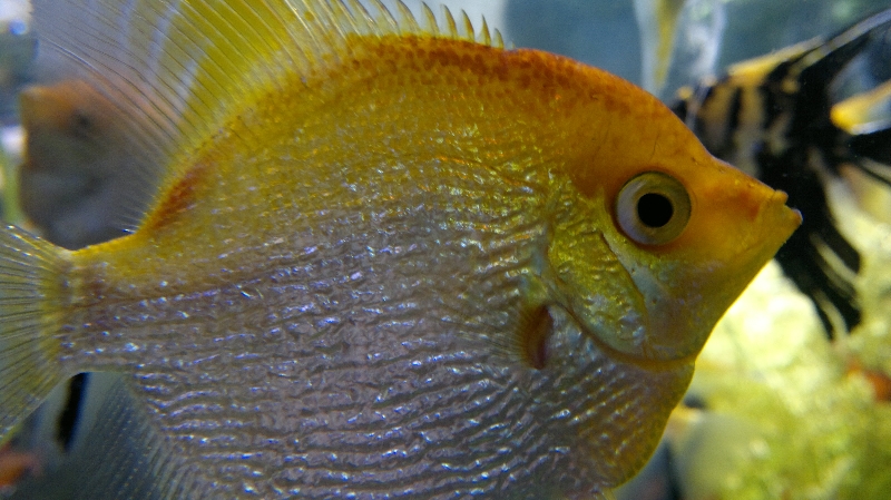 Einer der unzähligen Fische im Emirates Mall Aquarium.