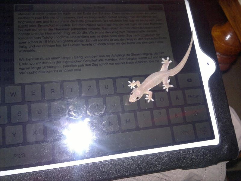 Dieser indische Gecko war ein totaler AppleNerd