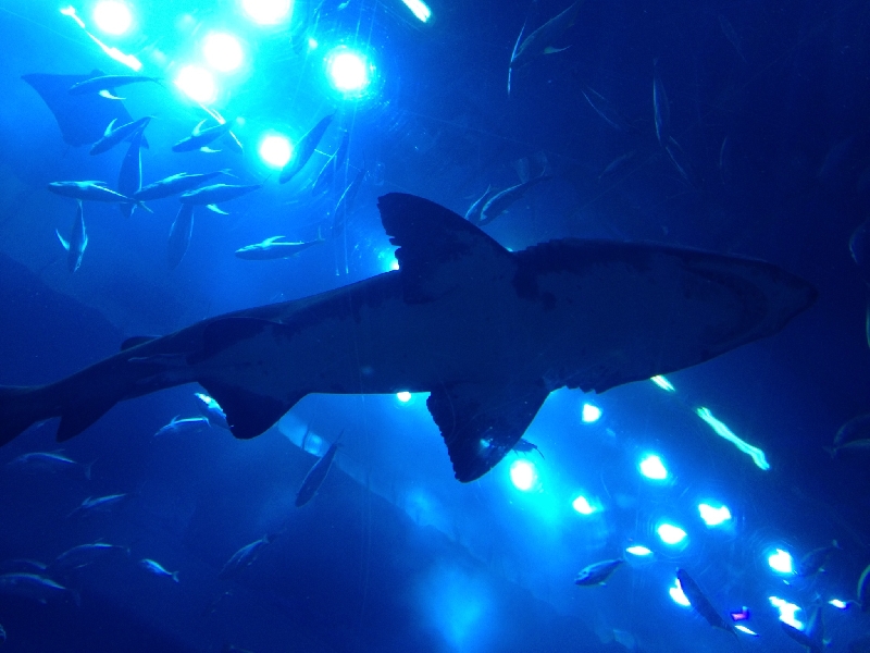 Der Blick aus der Besucherröhre im Aquarium