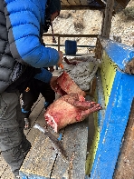 Metzger und ein Schwein