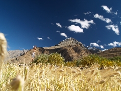  Weizenfeld im Spitti Valley