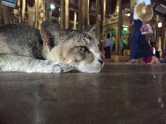 Kloster Mietze Katze