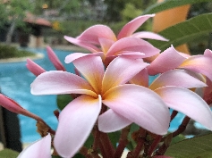 72A2CB01-A7C6-4D9C-AA25-F87A96211CA4.jpeg