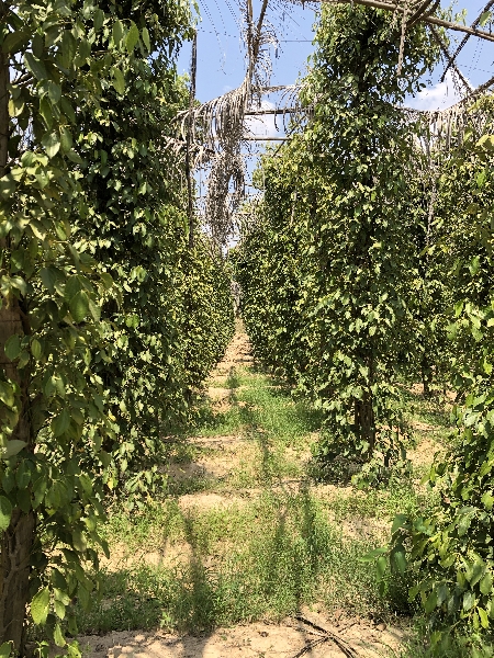 Pfefferpflanzen wächst ähnlich wie Hopfen in die Höhe