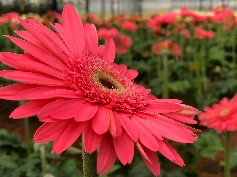 Gerbera
