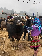 40mioDong Büffel