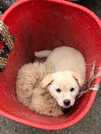 Hundewelpen