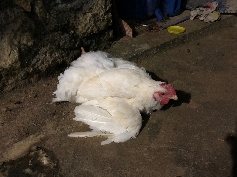 Huhn