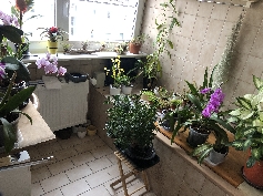 Gewächszimmer