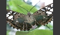 Parthenos sylvia