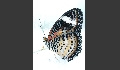 Leoparden-Netzflügler - Cethosia cyane