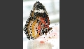 Leoparden-Netzflügler - Cethosia cyane