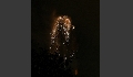 Sommernacht-11.JPG