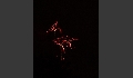 Sommernacht-13.JPG