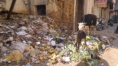 Leider ein alltäglicher Anblick, heilige Kühe streifen durch die Strassen und durchstöbern den Müll nach essbarem