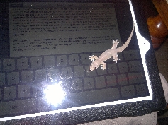 Dieser indische Gecko war ein totaler AppleNerd