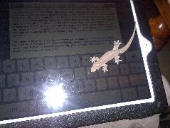 Gecko auf IPad