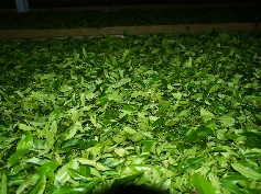  Teeblätter beim Trocknen