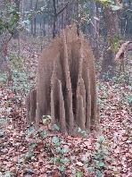  Termitenhügel