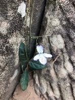 Blume im Ta Keo Tempel