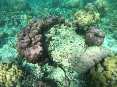 Bunte Schwämme und Korallen 