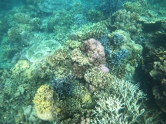 Spitze Korallen